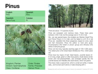 Pinus
 