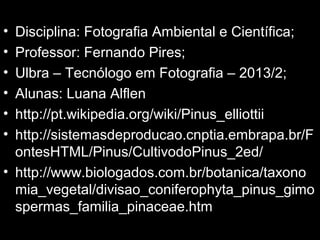 • Disciplina: Fotografia Ambiental e Científica;
• Professor: Fernando Pires;
• Ulbra – Tecnólogo em Fotografia – 2013/2;
• Alunas: Luana Alflen
• http://pt.wikipedia.org/wiki/Pinus_elliottii
• http://sistemasdeproducao.cnptia.embrapa.br/F
ontesHTML/Pinus/CultivodoPinus_2ed/
• http://www.biologados.com.br/botanica/taxono
mia_vegetal/divisao_coniferophyta_pinus_gimo
spermas_familia_pinaceae.htm
 