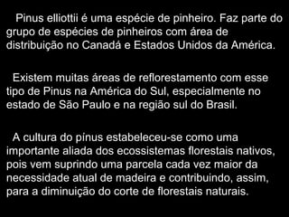 Pinus elliottii é uma espécie de pinheiro. Faz parte do
grupo de espécies de pinheiros com área de
distribuição no Canadá e Estados Unidos da América.
Existem muitas áreas de reflorestamento com esse
tipo de Pinus na América do Sul, especialmente no
estado de São Paulo e na região sul do Brasil.
A cultura do pínus estabeleceu-se como uma
importante aliada dos ecossistemas florestais nativos,
pois vem suprindo uma parcela cada vez maior da
necessidade atual de madeira e contribuindo, assim,
para a diminuição do corte de florestais naturais.
 