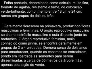 Folha pontuda, denominada como acícula, muito fina,
formato de agulha, resistente e firme, de coloração
verde-brilhante, comprimento entre 18 cm e 24 cm,
ramos em grupos de dois ou três.
Geralmente florescem na primavera, produzindo flores
masculinas e femininas. O órgão reprodutivo masculino
se chama estróbilo masculino e está disposto junto às
brotações. O órgão reprodutivo feminino, mais
conhecido como pinha, se encontra geralmente em
grupos de 2 a 4 unidades. Demora cerca de dois anos
para amadurecer, quando as escamas se entreabrem,
pondo em liberdade as sementes para serem
disseminadas a cerca de 50 metros da árvore mãe,
apenas pela ação do vento.
 
