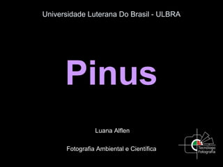 Universidade Luterana Do Brasil - ULBRA
Pinus
Luana Alflen
Fotografia Ambiental e Científica
 