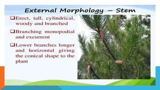 Pinus.pptx
