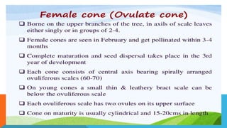 Pinus.pptx