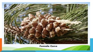 Pinus.pptx