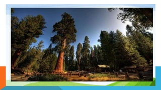 Pinus.pptx
