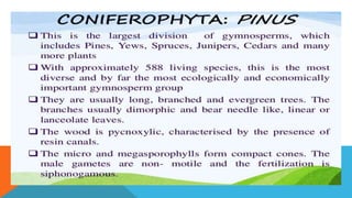 Pinus.pptx