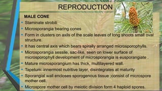 REPRODUCTION
MALE CONE
• Staminate strobili
• Microsporangia bearing cones
• Form in clusters on axils of the scale leaves of long shoots small oval
structure.
• It has central axis which bears spirally arranged microsporophylls.
• Microsporangia sessile, sac-like, seen on lower surface of
microsporophyll development of microsporangia is eusporangiate .
• Mature microsporangium has thick, multilayered wall.
• Tapetum: innermost nutritive layer, disintegrates at maturity
• Sporangial wall encloses sporogenous tissue ;consist of microspore
mother cell.
• Microspore mother cell by meiotic division form 4 haploid spores.
 