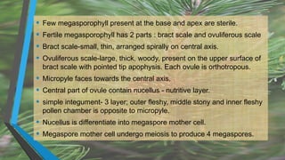 • Few megasporophyll present at the base and apex are sterile.
• Fertile megasporophyll has 2 parts : bract scale and ovuliferous scale
• Bract scale-small, thin, arranged spirally on central axis.
• Ovuliferous scale-large, thick, woody, present on the upper surface of
bract scale with pointed tip apophysis. Each ovule is orthotropous.
• Micropyle faces towards the central axis.
• Central part of ovule contain nucellus - nutritive layer.
• simple integument- 3 layer; outer fleshy, middle stony and inner fleshy
pollen chamber is opposite to micropyle.
• Nucellus is differentiate into megaspore mother cell.
• Megaspore mother cell undergo meiosis to produce 4 megaspores.
 