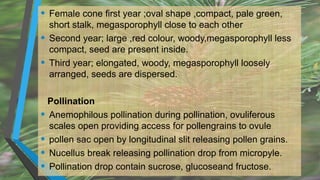 • Female cone first year ;oval shape ,compact, pale green,
short stalk, megasporophyll close to each other
• Second year; large ,red colour, woody,megasporophyll less
compact, seed are present inside.
• Third year; elongated, woody, megasporophyll loosely
arranged, seeds are dispersed.
Pollination
• Anemophilous pollination during pollination, ovuliferous
scales open providing access for pollengrains to ovule
• pollen sac open by longitudinal slit releasing pollen grains.
• Nucellus break releasing pollination drop from micropyle.
• Pollination drop contain sucrose, glucoseand fructose.
 