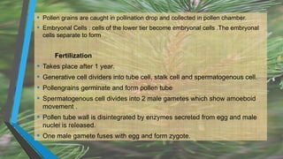 • Pollen grains are caught in pollination drop and collected in pollen chamber.
• Embryonal Cells : cells of the lower tier become embryonal cells .The embryonal
cells separate to form
Fertilization
• Takes place after 1 year.
• Generative cell dividers into tube cell, stalk cell and spermatogenous cell.
• Pollengrains germinate and form pollen tube
• Spermatogenous cell divides into 2 male gametes which show amoeboid
movement .
• Pollen tube wall is disintegrated by enzymes secreted from egg and male
nuclei is released.
• One male gamete fuses with egg and form zygote.
 