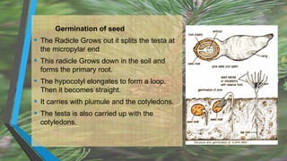 Germination of seed
• The Radicle Grows out it splits the testa at
the micropylar end
• This radicle Grows down in the soil and
forms the primary root.
• The hypocotyl elongates to form a loop.
Then it becomes straight.
• It carries with plumule and the cotyledons.
• The testa is also carried up with the
cotyledons.
 