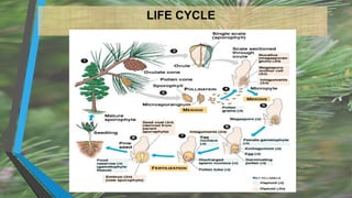 LIFE CYCLE
 