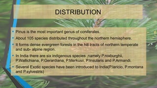 DISTRIBUTION
• Pinus is the most important genus of coniferales.
• About 105 species distributed throughout the northern hemisphere.
• It forms dense evergreen forests in the hill tracts of northern temperate
and sub- alpine region.
• In India there are six indigenous species ,namely P.roxburghii,
P.Wallichiana, P.Gerardiana, P.Merkusii, P.Insularis and P.Armandi.
• Several Exotic species have been introduced to India(P.laricio, P.montana
and P.sylvestris)
 