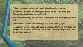• Pollen grains are lodged after pollination in pollen chamber.
• In nucellus, towards the micropylar end a single large cells get
differentiated called archesporial cell.
• It divides periclinally into an outer parietal cell and inner sporogenous
cell.
• Parietal cells divides and develops into a nourishing layer.
• Megaspore mother cell undergoes meiosis and forms a liner tetrad of
megaspore of which the basal one is the functional megaspore called
the embryo sac cell
 