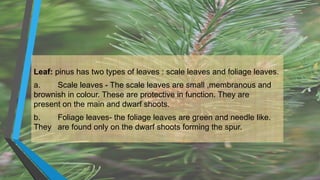 Leaf: pinus has two types of leaves : scale leaves and foliage leaves.
a. Scale leaves - The scale leaves are small ,membranous and
brownish in colour. These are protective in function. They are
present on the main and dwarf shoots.
b. Foliage leaves- the foliage leaves are green and needle like.
They are found only on the dwarf shoots forming the spur.
 
