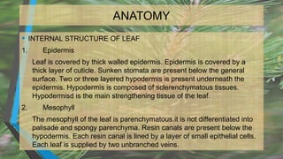 ANATOMY
• INTERNAL STRUCTURE OF LEAF
1. Epidermis
Leaf is covered by thick walled epidermis. Epidermis is covered by a
thick layer of cuticle. Sunken stomata are present below the general
surface. Two or three layered hypodermis is present underneath the
epidermis. Hypodermis is composed of sclerenchymatous tissues.
Hypodermisd is the main strengthening tissue of the leaf.
2. Mesophyll
The mesophyll of the leaf is parenchymatous.it is not differentiated into
palisade and spongy parenchyma. Resin canals are present below the
hypodermis. Each resin canal is lined by a layer of small epithelial cells.
Each leaf is supplied by two unbranched veins.
 