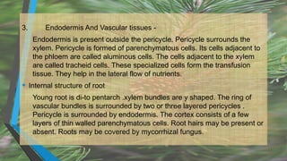 3. Endodermis And Vascular tissues -
Endodermis is present outside the pericycle. Pericycle surrounds the
xylem. Pericycle is formed of parenchymatous cells. Its cells adjacent to
the phloem are called aluminous cells. The cells adjacent to the xylem
are called tracheid cells. These specialized cells form the transfusion
tissue. They help in the lateral flow of nutrients.
• Internal structure of root
Young root is di-to pentarch .xylem bundles are y shaped. The ring of
vascular bundles is surrounded by two or three layered pericycles .
Pericycle is surrounded by endodermis. The cortex consists of a few
layers of thin walled parenchymatous cells. Root hairs may be present or
absent. Roots may be covered by mycorrhizal fungus.
 