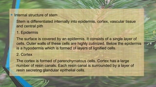 • Internal structure of stem
Stem is differentiated internally into epidermis, cortex, vascular tissue
and central pith
1. Epidermis
The surface is covered by an epidermis. It consists of a single layer of
cells. Outer walls of these cells are highly cutinized. Below the epidermis
is a hypodermis which is formed of layers of lignified cells.
2. Cortex
The cortex is formed of parenchymatous cells. Cortex has a large
number of resin canals. Each resin canal is surrounded by a layer of
resin secreting glandular epithelial cells.
 