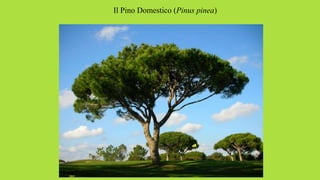 Il Pino Domestico (Pinus pinea)
 