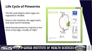 Pinworm Alive Pin Worms lifecycle, diagnostic method.pptx