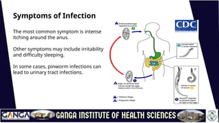Symptoms of Infection
The most common symptom is intense
itching around the anus.
Other symptoms may include irritability
and difficulty sleeping.
In some cases, pinworm infections can
lead to urinary tract infections.
 