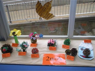 Pinyes 2011 12