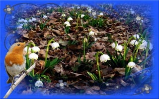 Nyitnikék-tavaszváró dia 