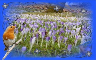 Nyitnikék-tavaszváró dia 