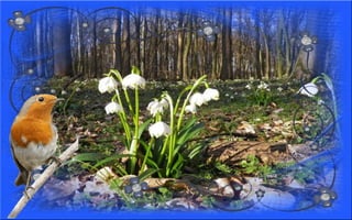 Nyitnikék-tavaszváró dia 