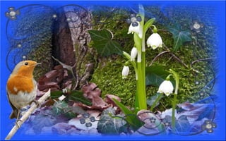 Nyitnikék-tavaszváró dia 