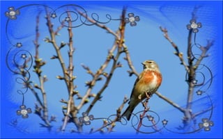 Nyitnikék-tavaszváró dia 