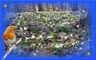 Nyitnikék-tavaszváró dia 