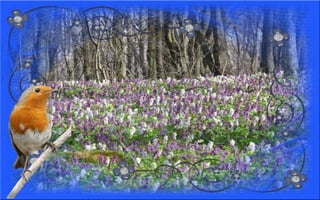 Nyitnikék-tavaszváró dia 