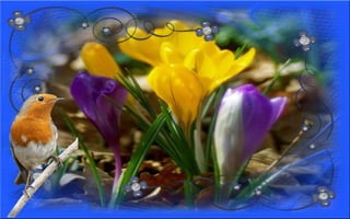 Nyitnikék-tavaszváró dia 