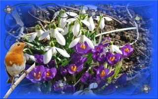 Nyitnikék-tavaszváró dia 