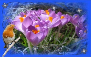 Nyitnikék-tavaszváró dia 