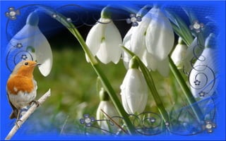 Nyitnikék-tavaszváró dia 