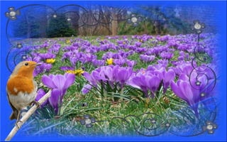 Nyitnikék-tavaszváró dia 