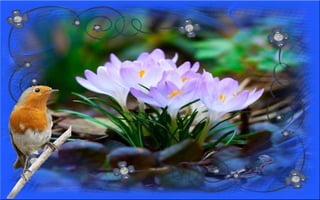 Nyitnikék-tavaszváró dia 