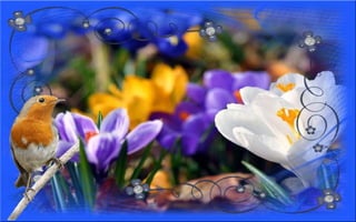 Nyitnikék-tavaszváró dia 