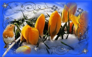 Nyitnikék-tavaszváró dia 