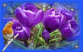 Nyitnikék-tavaszváró dia 