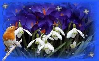 Nyitnikék-tavaszváró dia 