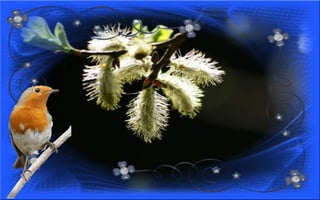 Nyitnikék-tavaszváró dia 