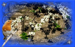 Nyitnikék-tavaszváró dia 