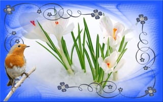 Nyitnikék-tavaszváró dia 