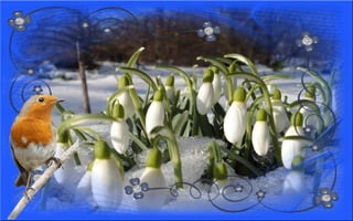 Nyitnikék-tavaszváró dia 