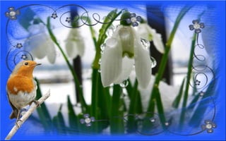 Nyitnikék-tavaszváró dia 