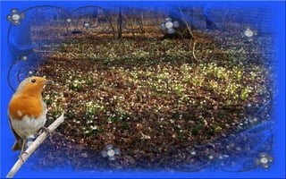 Nyitnikék-tavaszváró dia 