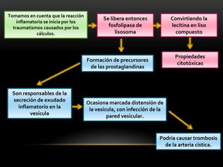 Tomamos en cuenta que la reacción
                                            Se libera entonces           Convirtiendo la
    inflamatoria se inicia por los
  traumatismos causados por los               fosfolipasa de             lecitina en liso
             cálculos.                           lisosoma                  compuesto



                                                                          Propiedades
                                     Formación de precursores
                                                                           citotóxicas
                                      de las prostaglandinas



  Son responsables de la
  secreción de exudado               Ocasiona marcada distensión de
    inflamatorio en la                la vesícula, con infección de la
         vesícula                             pared vesicular.


                                                                    Podría causar trombosis
                                                                      de la arteria cística.
 
